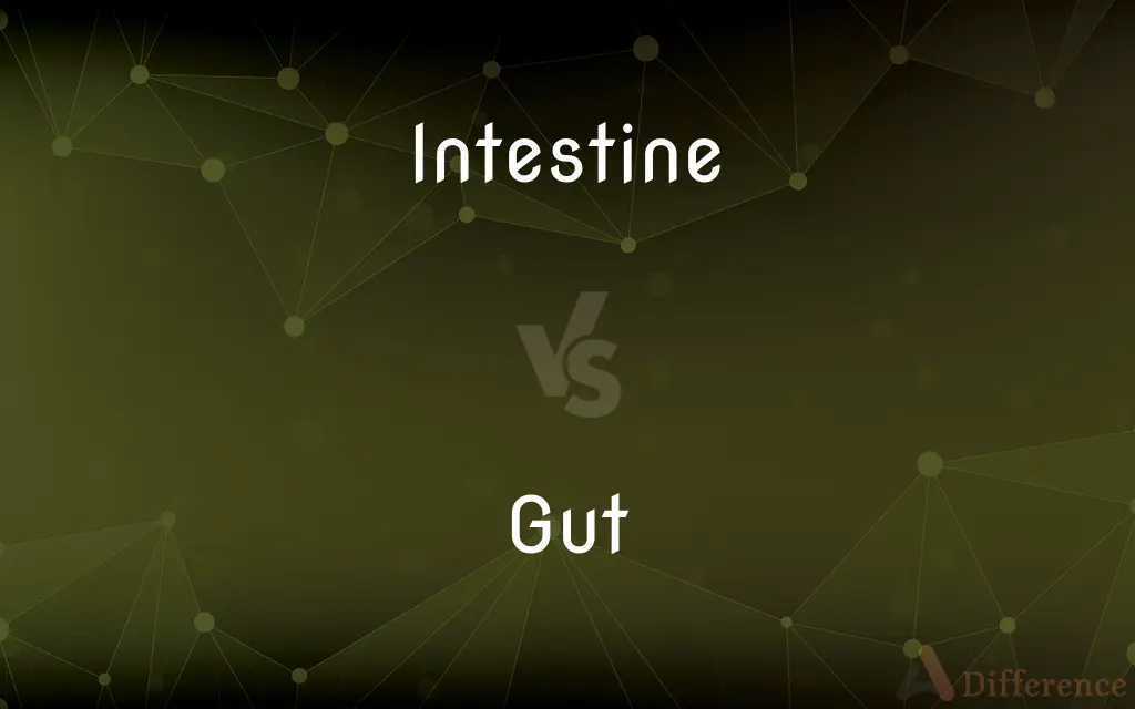 Intestine vs. Gut — What's the Difference?