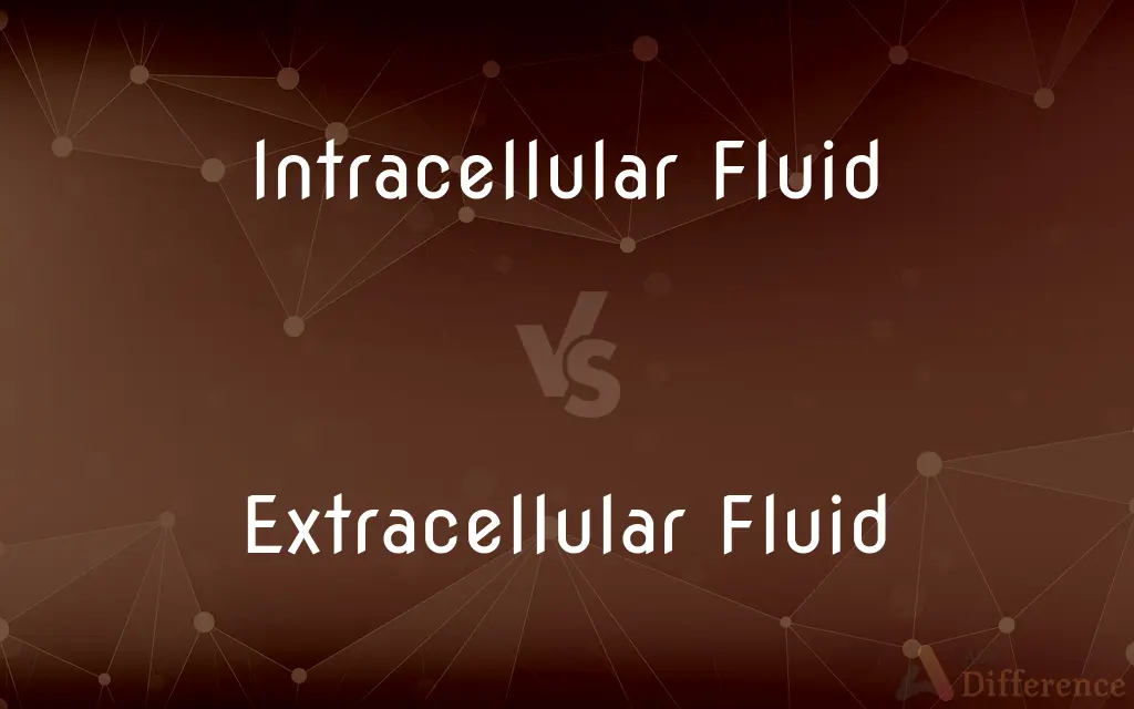 Intracellular Fluid vs. Extracellular Fluid — What's the Difference?