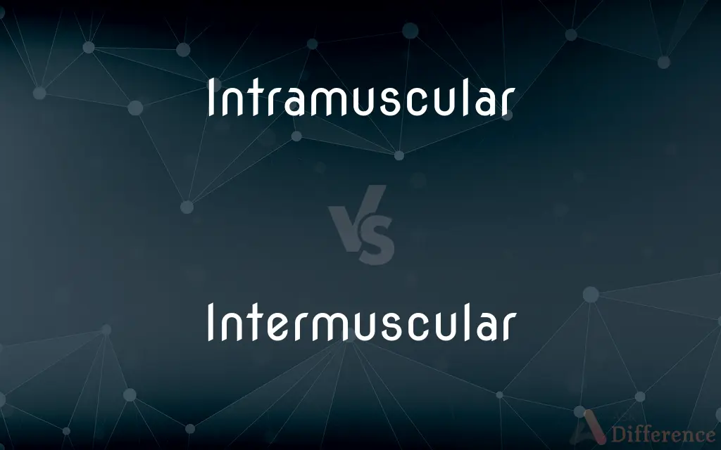 Intramuscular vs. Intermuscular — What's the Difference?
