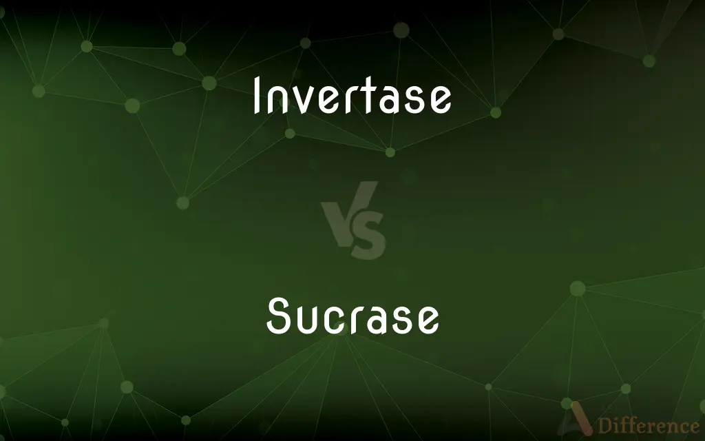 Invertase vs. Sucrase — What's the Difference?