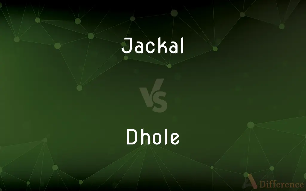 Jackal vs. Dhole — What's the Difference?