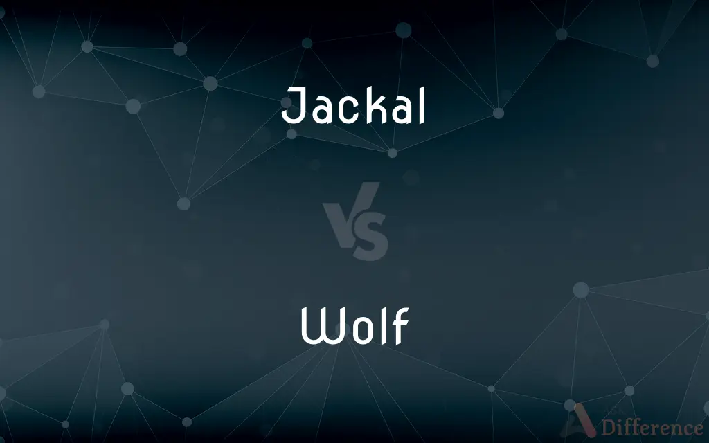Jackal vs. Wolf — What's the Difference?