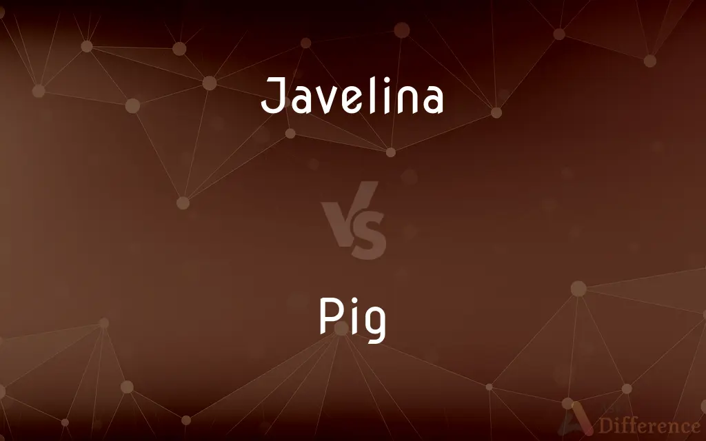 Javelina vs. Pig — What's the Difference?