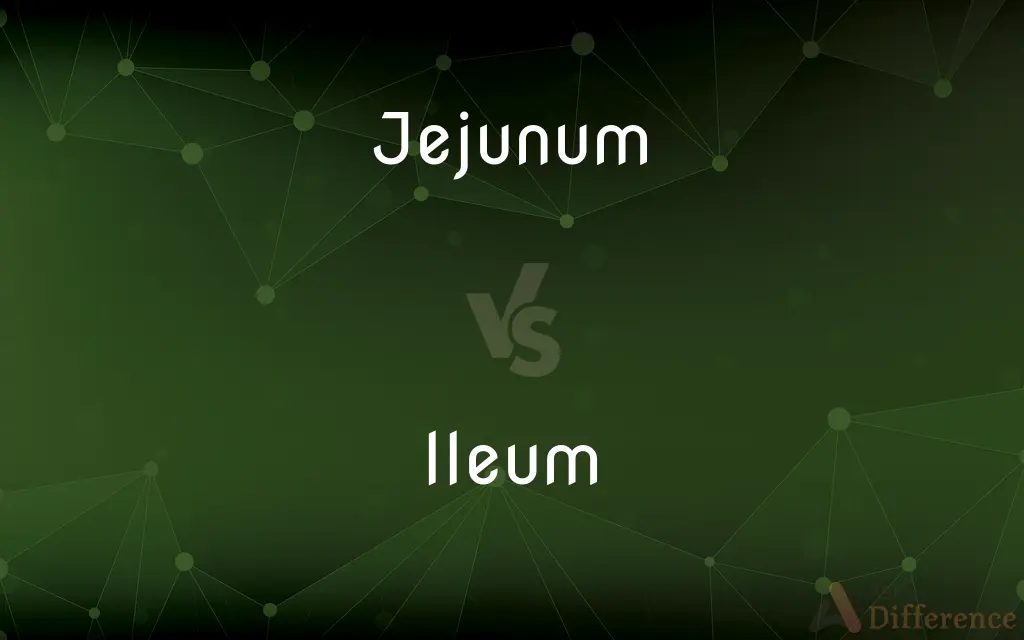 Jejunum vs. Ileum — What's the Difference?