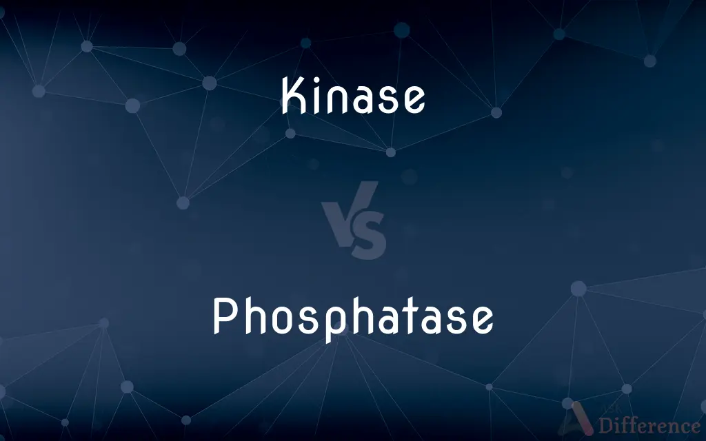 Kinase vs. Phosphatase — What's the Difference?