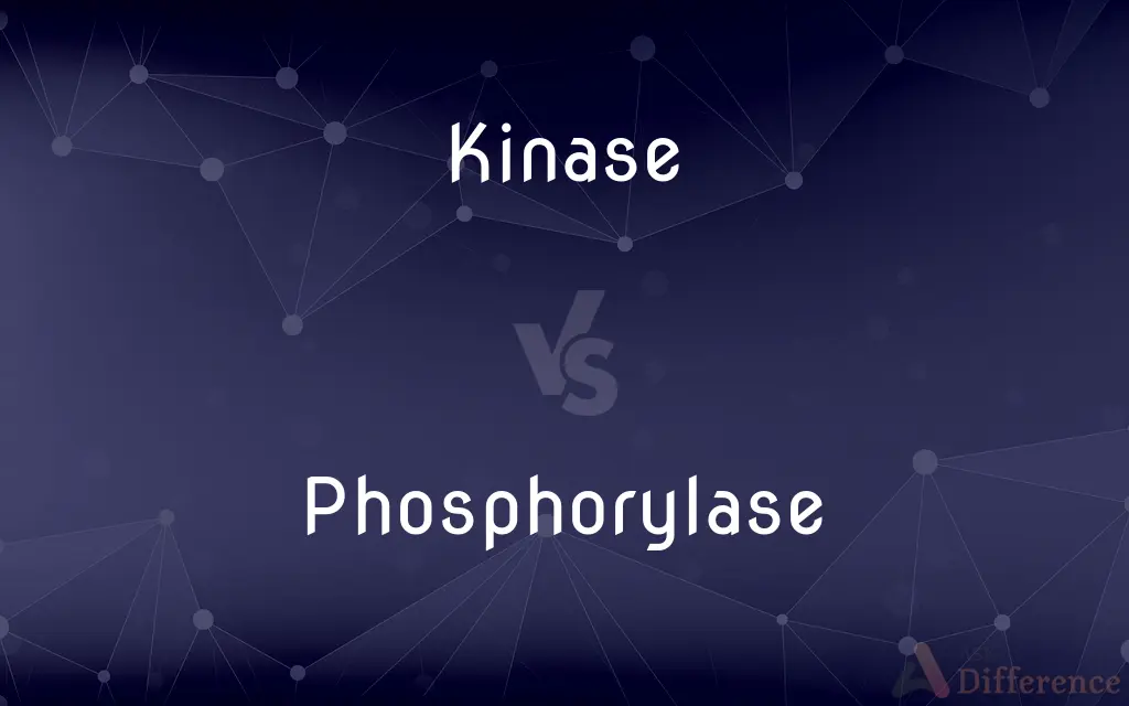 Kinase vs. Phosphorylase — What's the Difference?