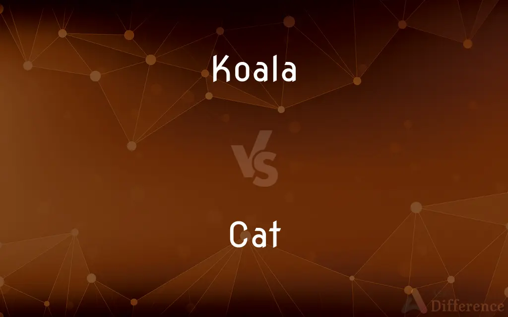 Koala vs. Cat — What's the Difference?