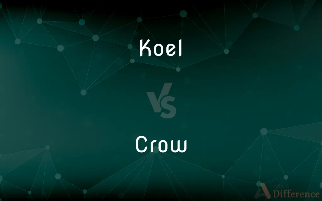 Koel vs. Crow — What's the Difference?