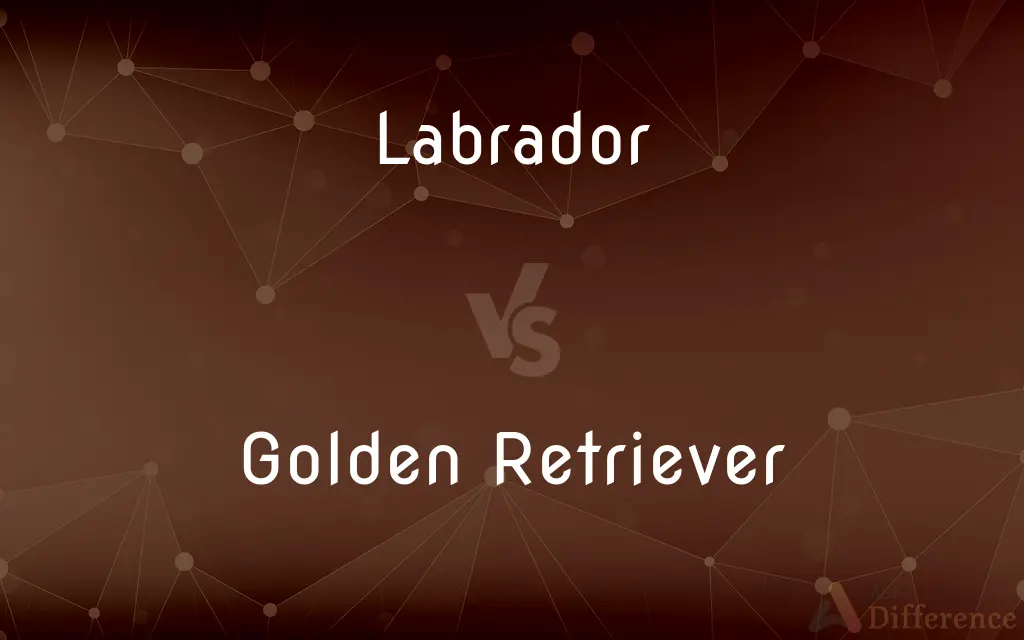 Labrador vs. Golden Retriever — What's the Difference?