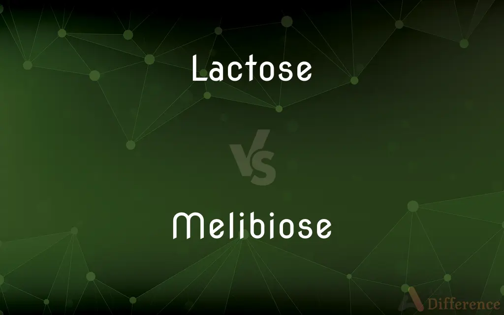 Lactose vs. Melibiose — What's the Difference?