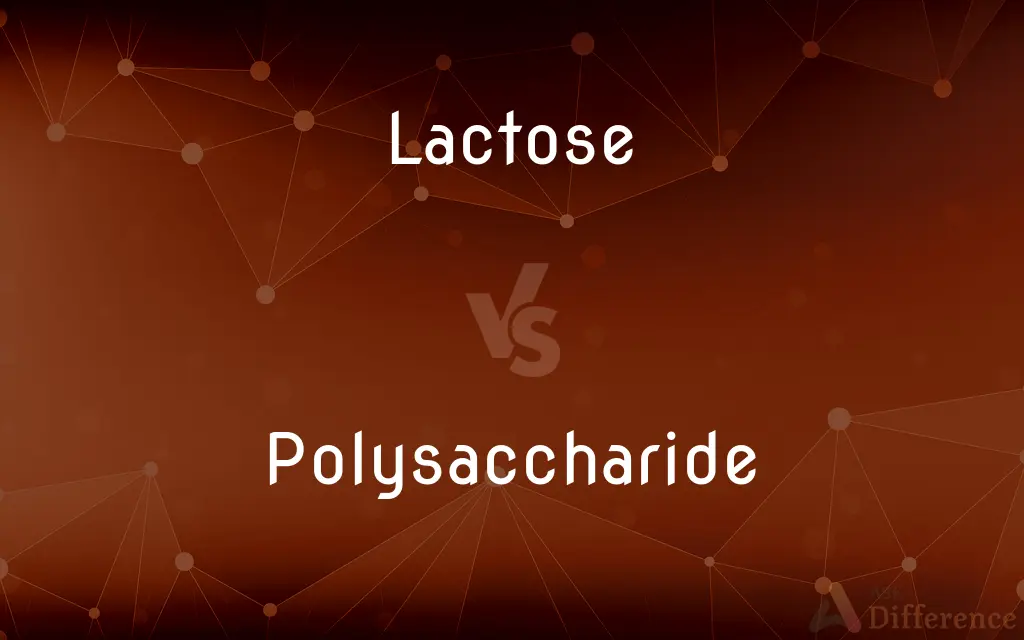 Lactose vs. Polysaccharide — What's the Difference?