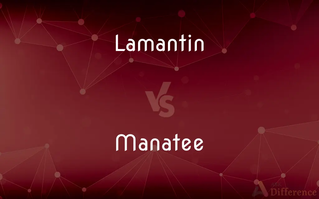 Lamantin vs. Manatee — What's the Difference?