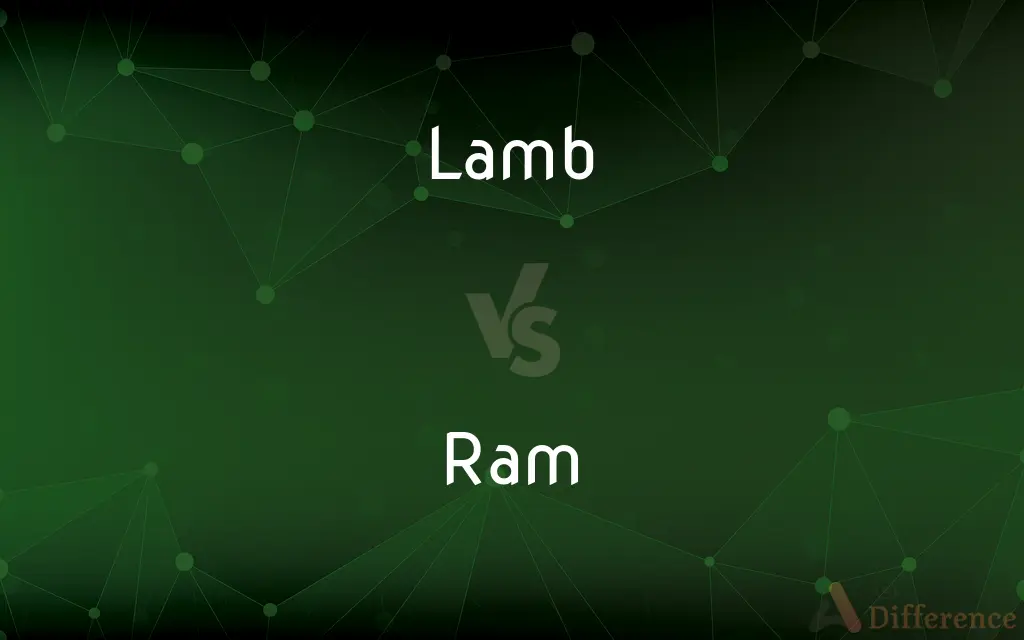 Lamb vs. Ram — What's the Difference?