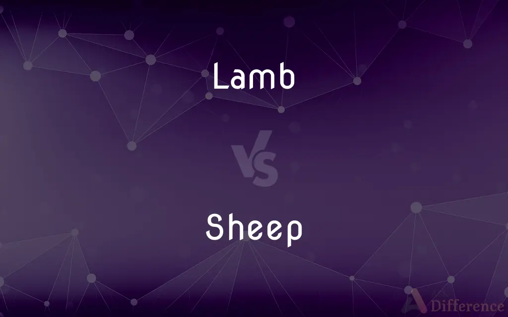 Lamb vs. Sheep — What's the Difference?