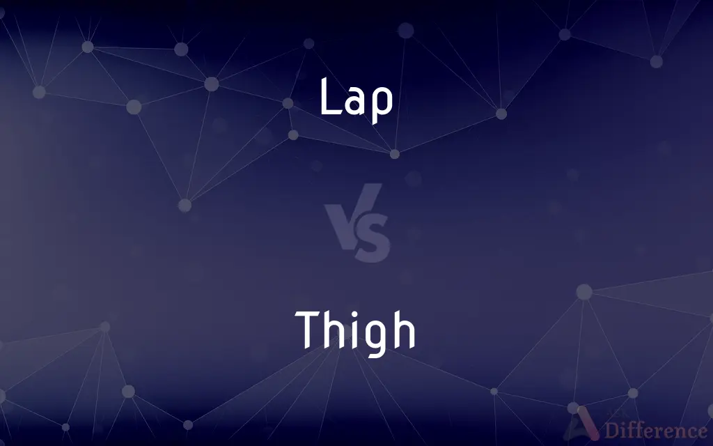 Lap vs. Thigh — What's the Difference?