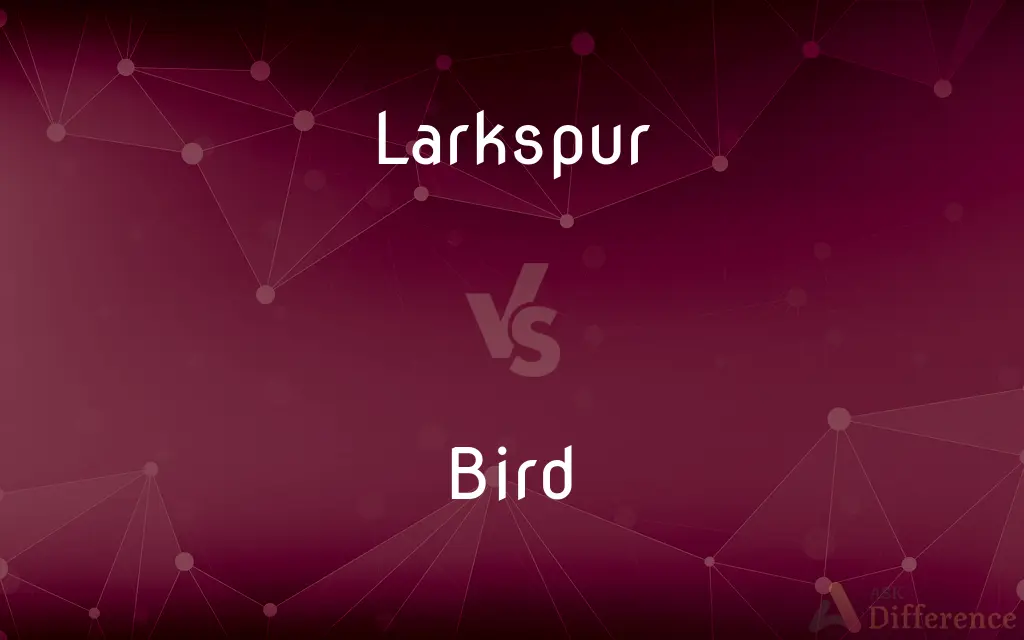 Larkspur vs. Bird — What's the Difference?