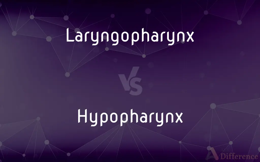 Laryngopharynx vs. Hypopharynx — What's the Difference?