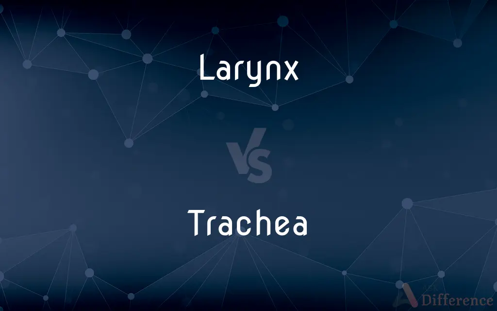Larynx vs. Trachea — What's the Difference?
