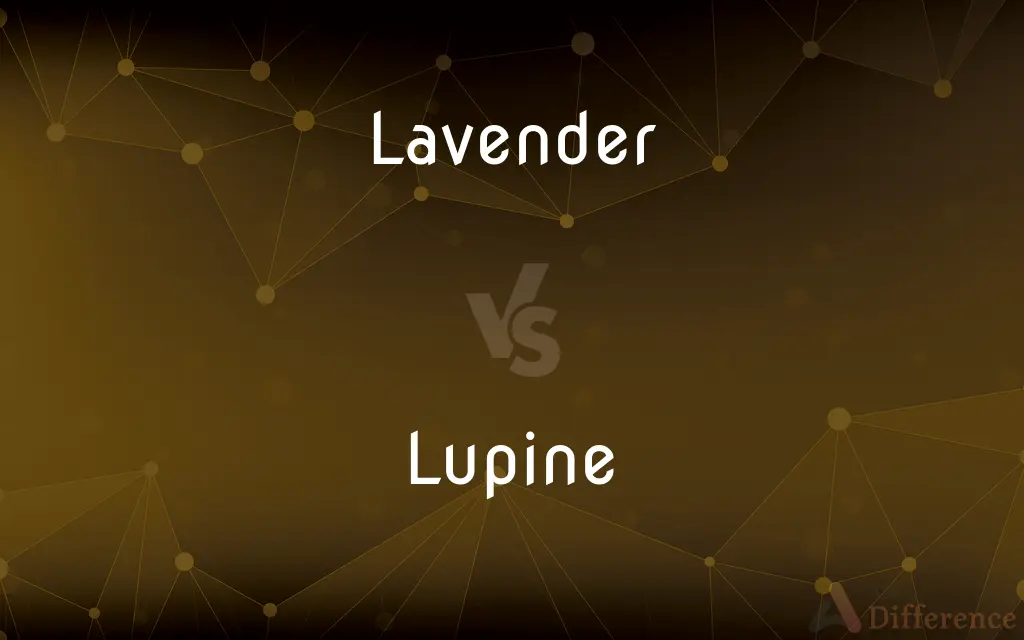 Lavender vs. Lupine — What's the Difference?