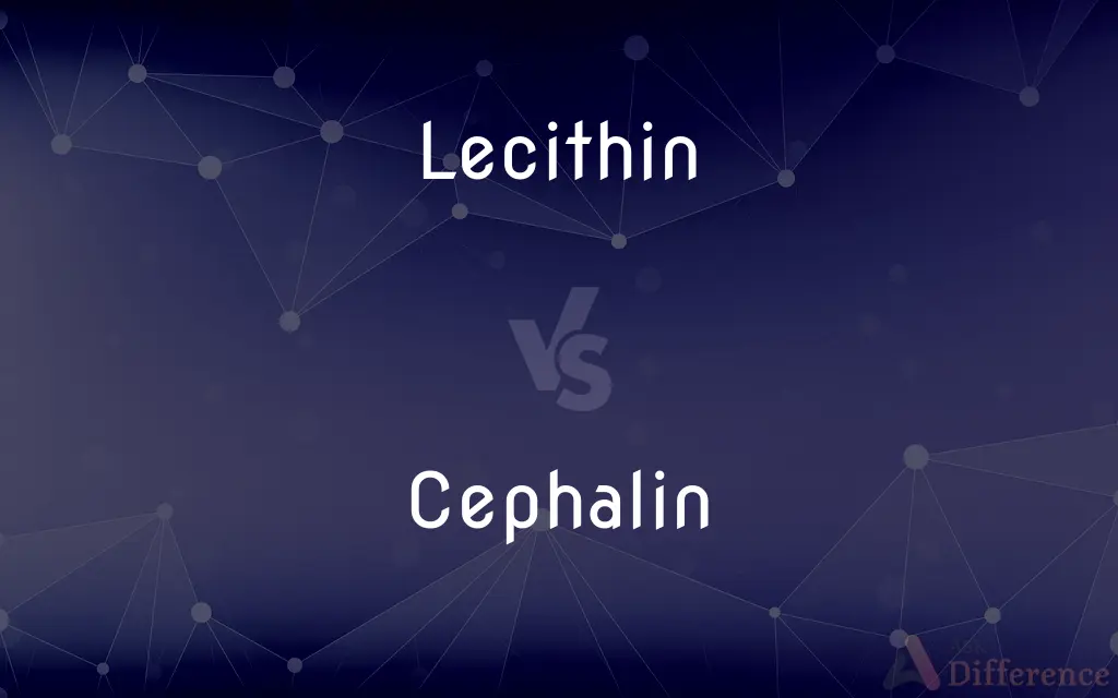 Lecithin vs. Cephalin — What's the Difference?