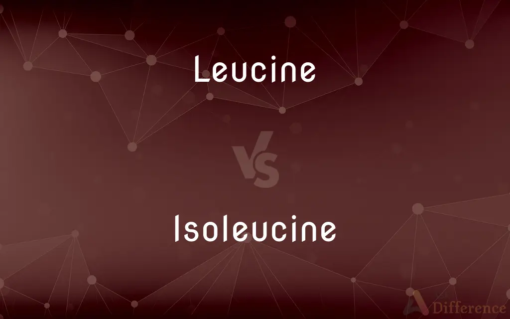 Leucine vs. Isoleucine — What's the Difference?