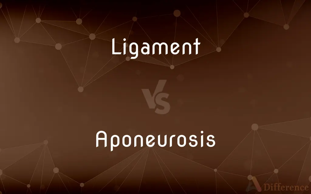 Ligament vs. Aponeurosis — What's the Difference?