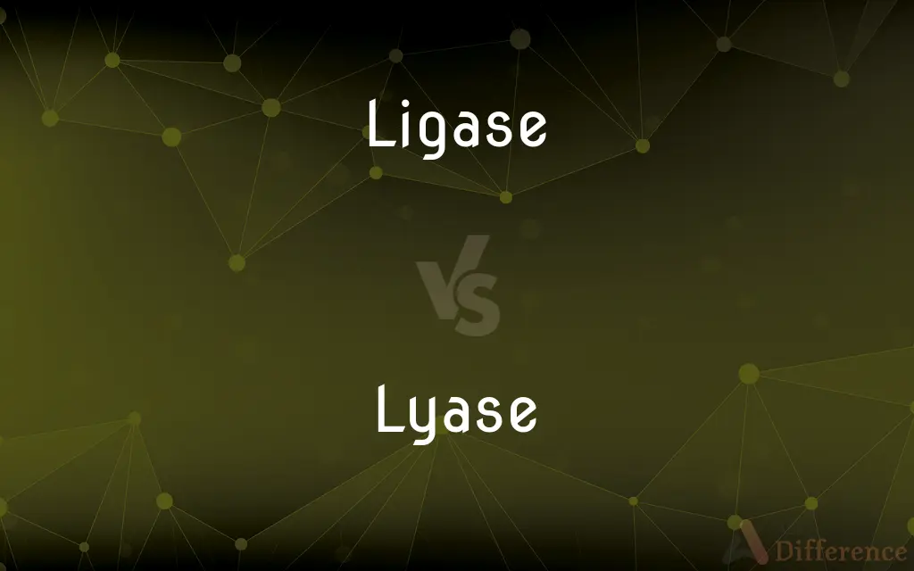 Ligase vs. Lyase — What's the Difference?