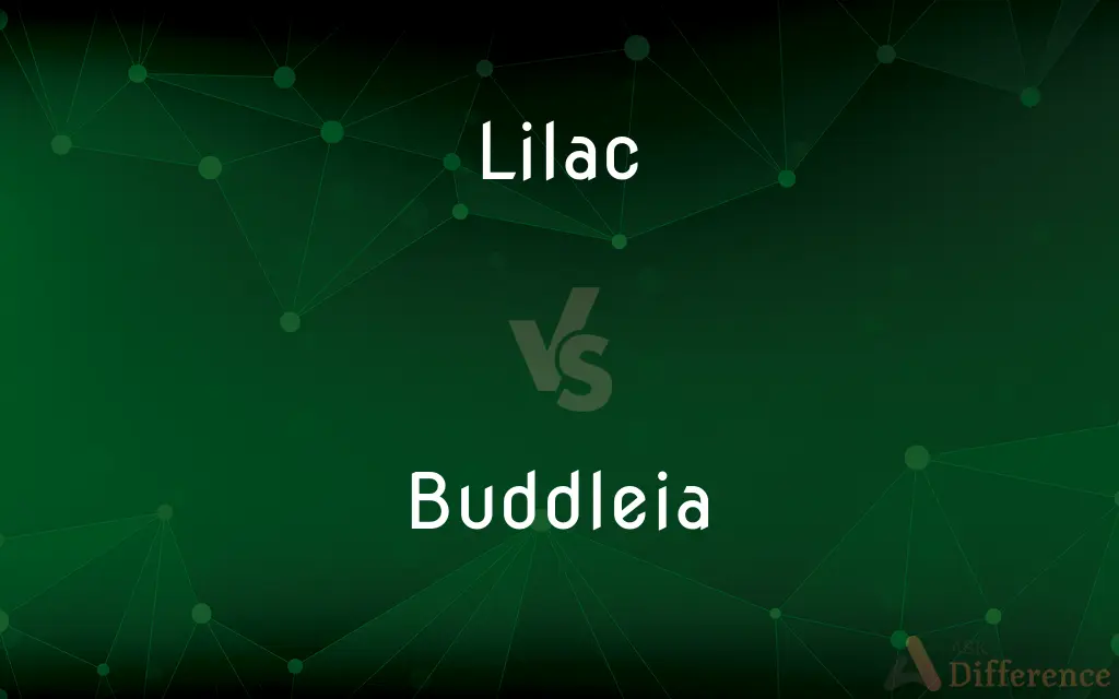Lilac vs. Buddleia — What's the Difference?