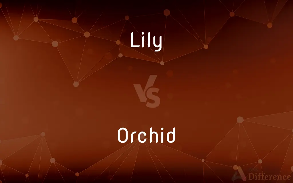 Lily vs. Orchid — What's the Difference?