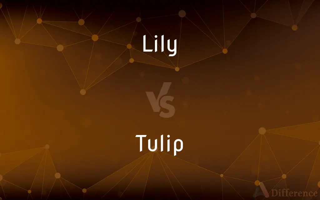 Lily vs. Tulip — What's the Difference?