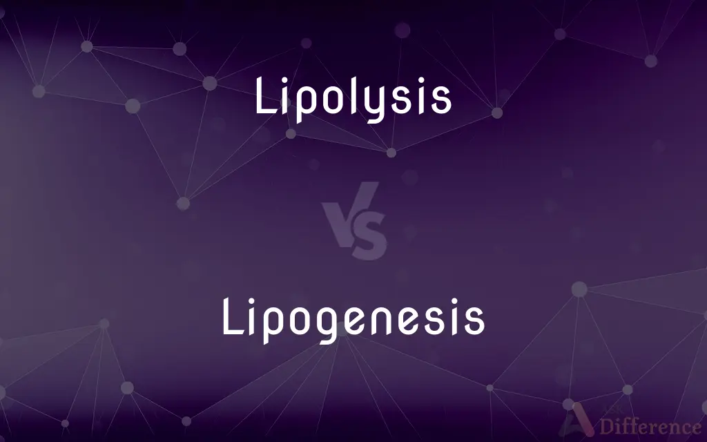 Lipolysis vs. Lipogenesis — What's the Difference?