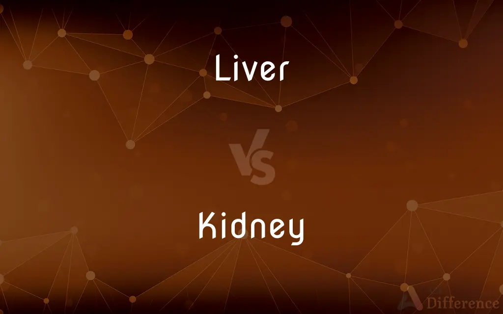 Liver vs. Kidney — What's the Difference?