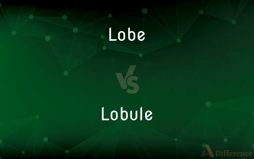 Lobe vs. Lobule — What's the Difference?