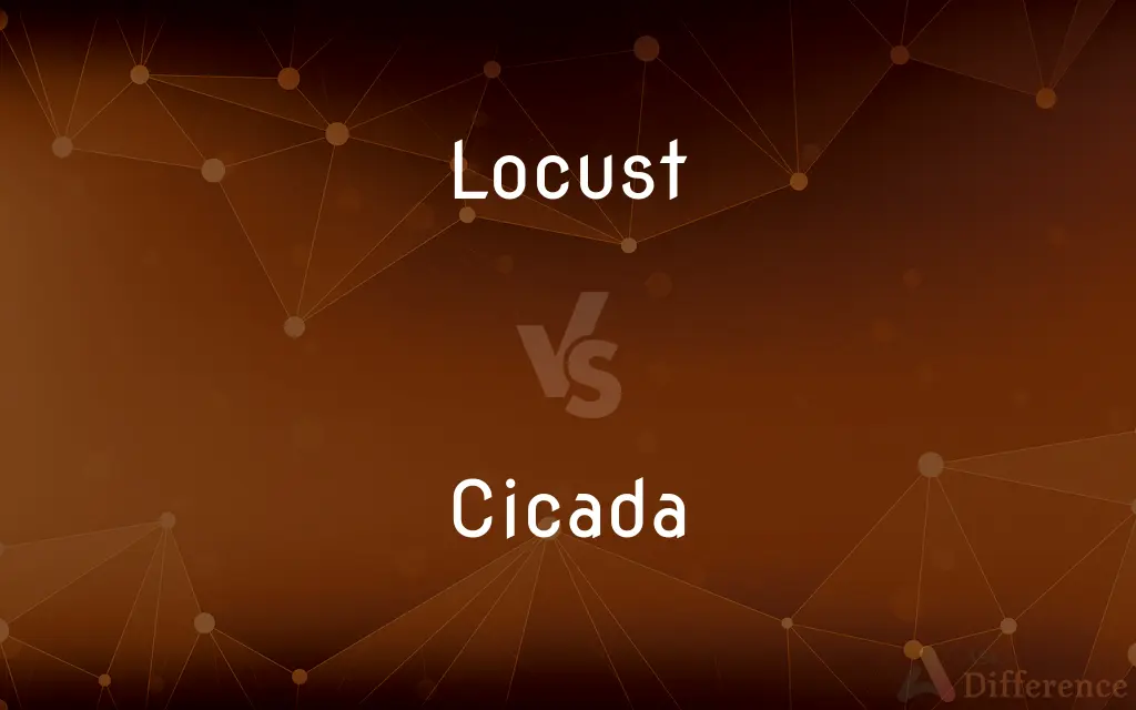 Locust vs. Cicada — What's the Difference?