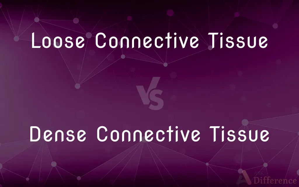 Loose Connective Tissue vs. Dense Connective Tissue — What's the Difference?