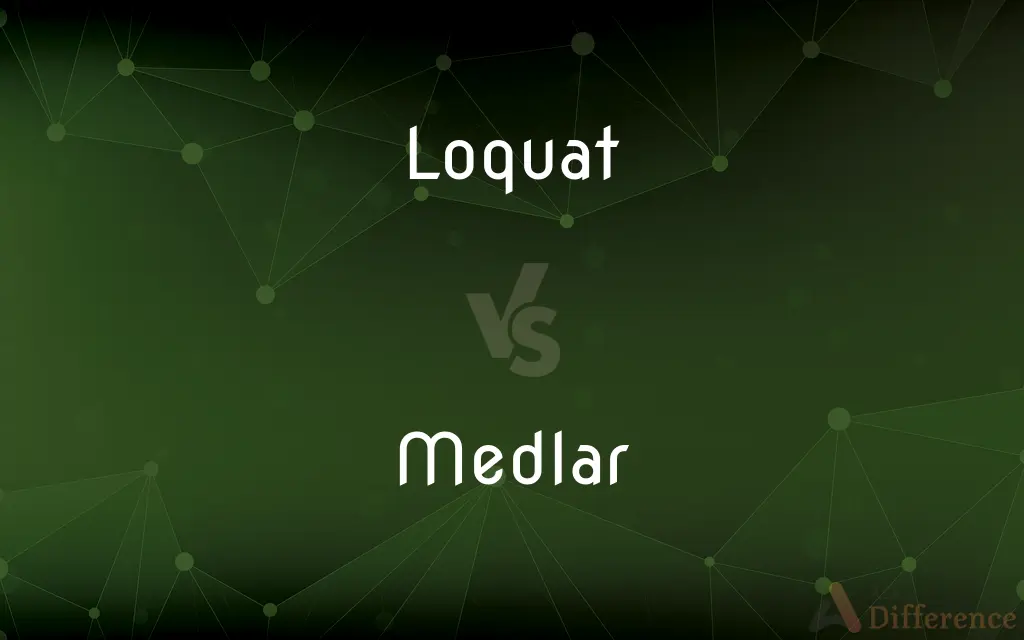 Loquat vs. Medlar — What's the Difference?