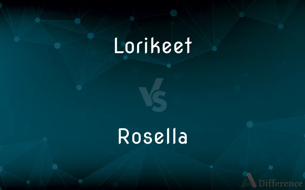 Lorikeet vs. Rosella — What's the Difference?