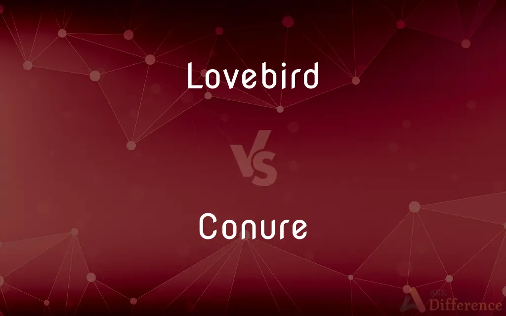 Lovebird vs. Conure — What's the Difference?