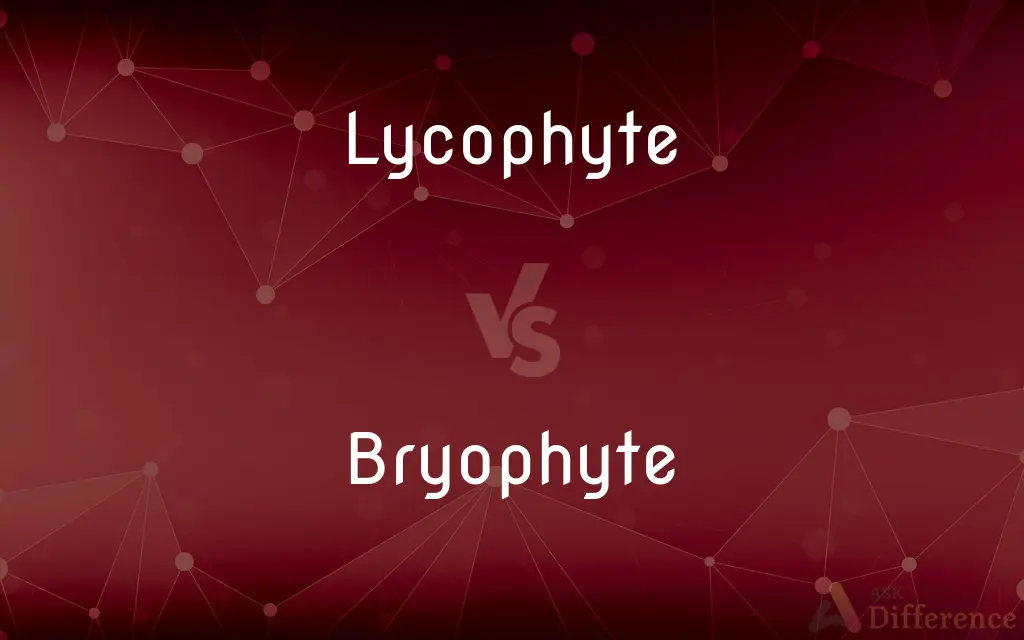 Lycophyte vs. Bryophyte — What's the Difference?