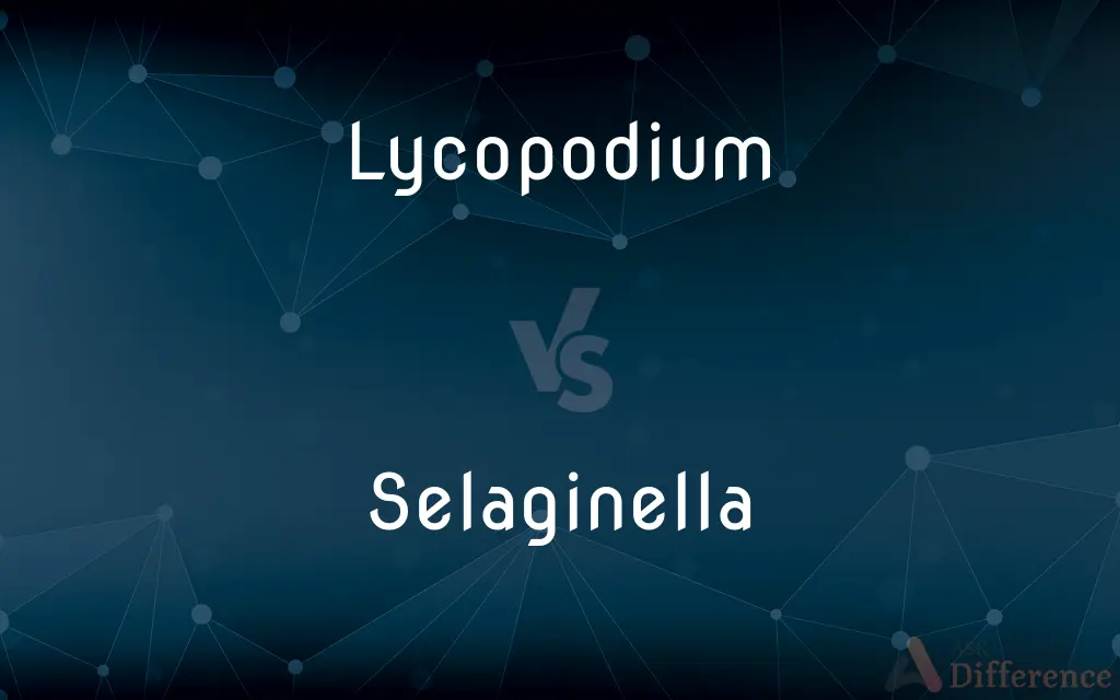 Lycopodium vs. Selaginella — What's the Difference?
