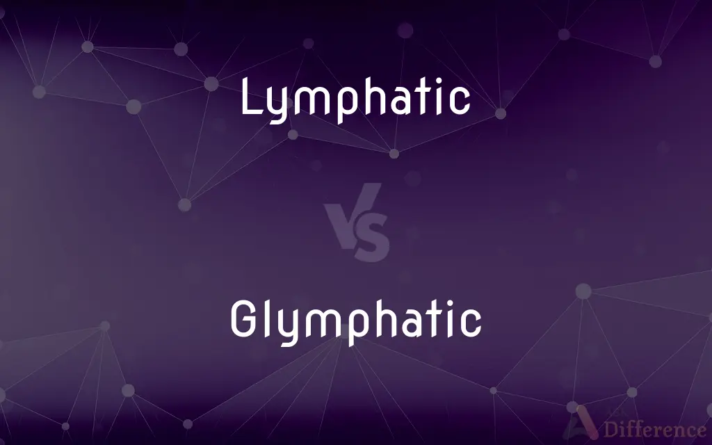 Lymphatic vs. Glymphatic — What's the Difference?