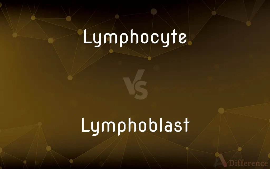 Lymphocyte vs. Lymphoblast — What's the Difference?