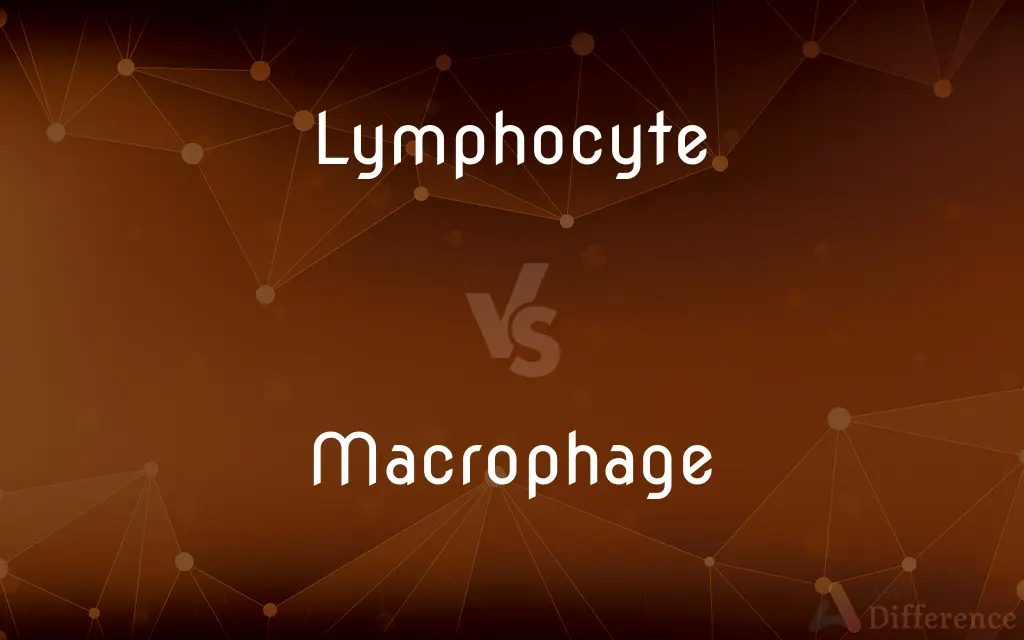 Lymphocyte vs. Macrophage — What's the Difference?