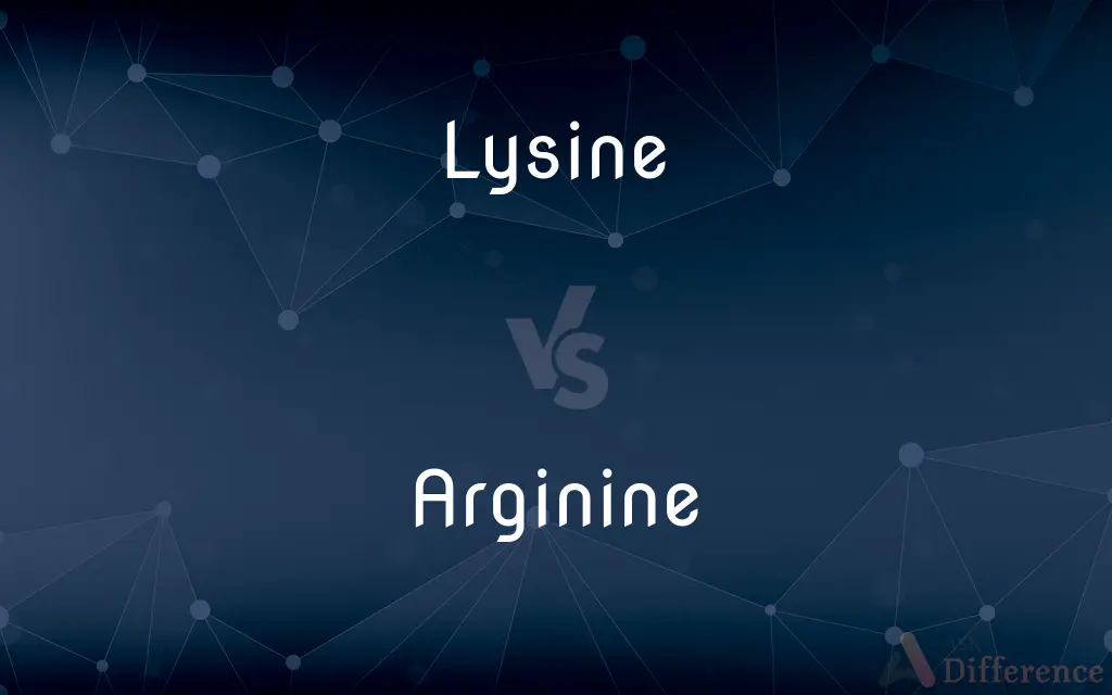 Lysine vs. Arginine — What's the Difference?