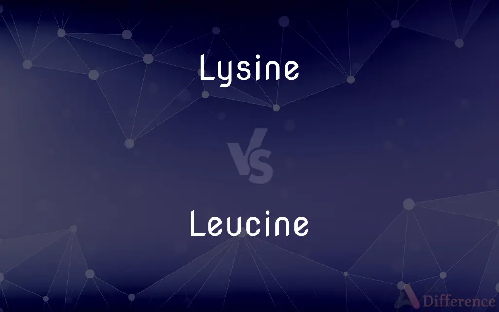 Lysine vs. Leucine — What's the Difference?