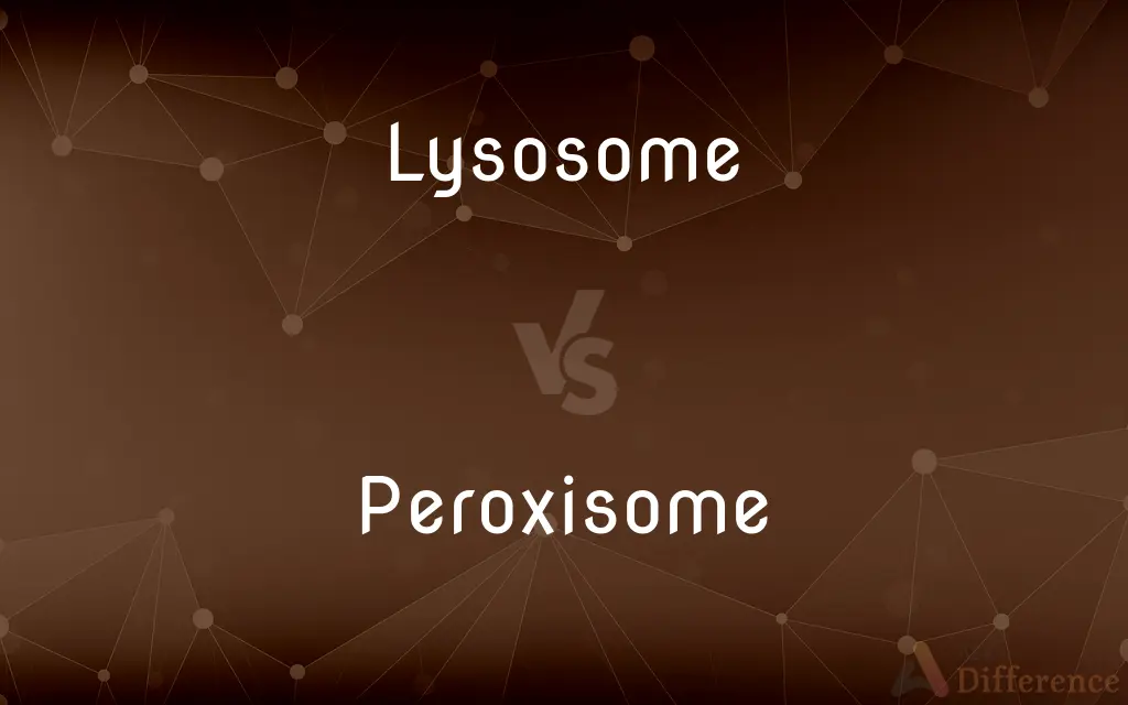 Lysosome vs. Peroxisome — What's the Difference?