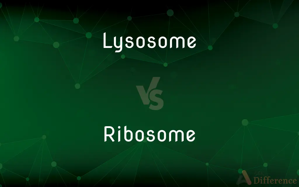 Lysosome vs. Ribosome — What's the Difference?