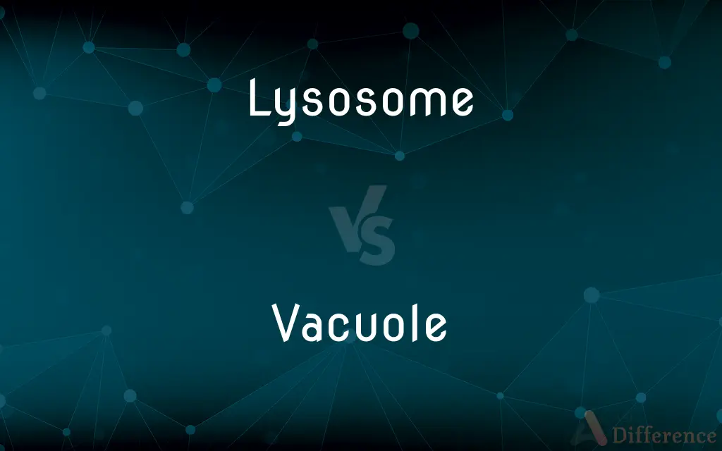 Lysosome vs. Vacuole — What's the Difference?