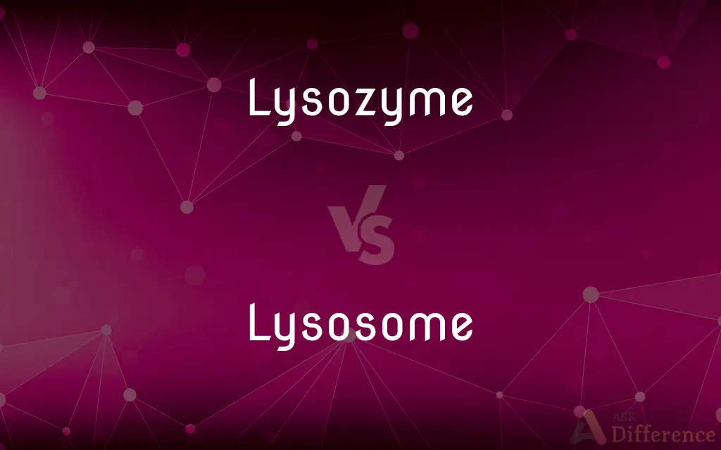 Lysozyme vs. Lysosome — What's the Difference?