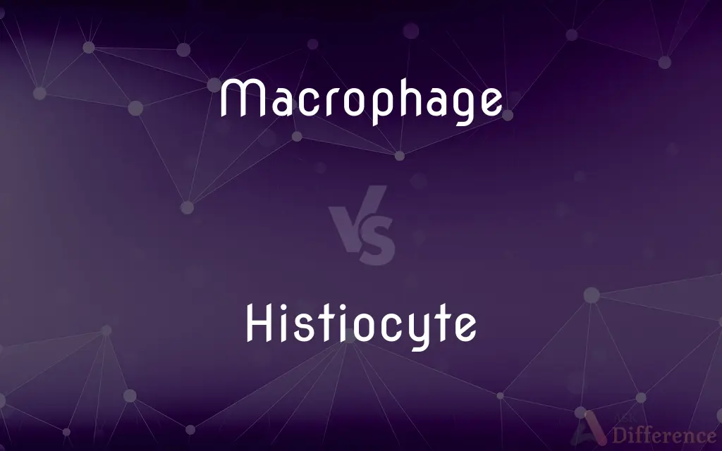 Macrophage vs. Histiocyte — What's the Difference?